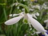 Galanthus Atkinsii